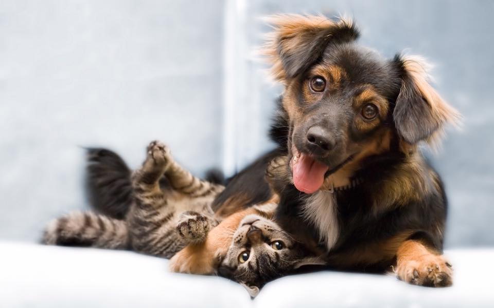 Black and tan dog laying with his paw over a tabby cat