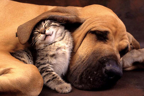 Bloodhound sleeping with a kitten under his ear