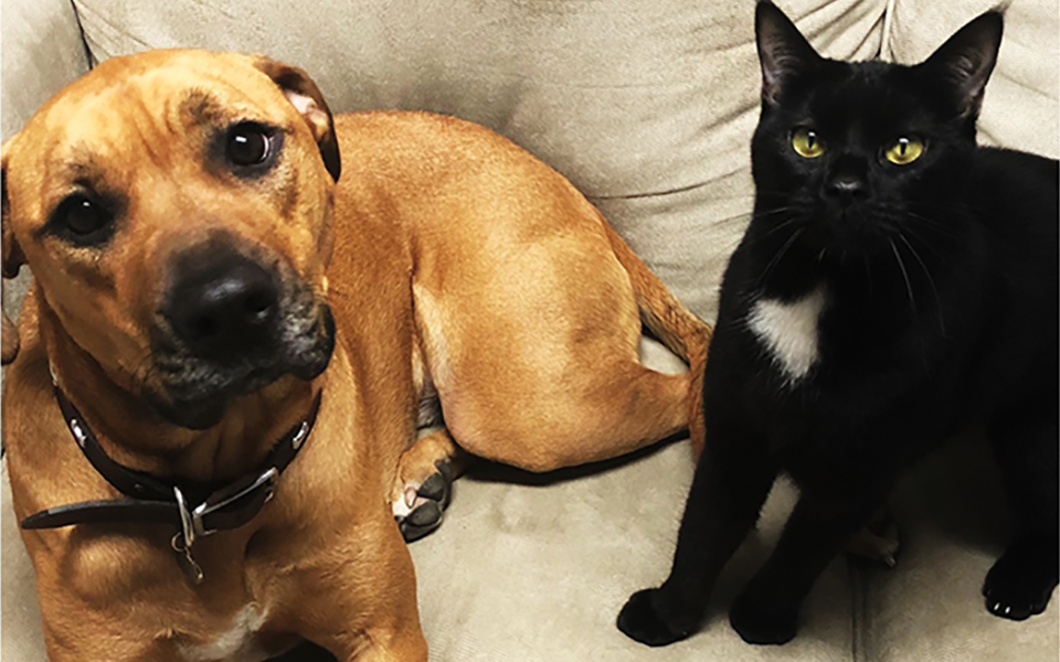 A tan dog sitting next to a black and white cat